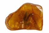 Large Fossil Cockroach (Blattoidea) In Baltic Amber - Rare! #93883-1